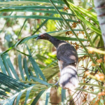 A Chachalaca bird outside