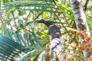 A Chachalaca bird outside